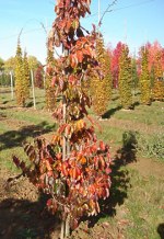 PARROTIA persica 