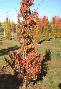 Arbre de fer fastigié