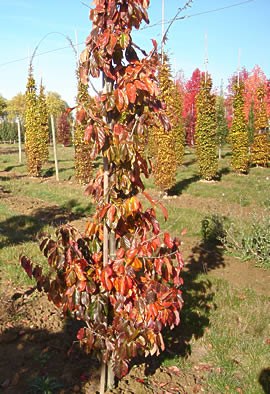PARROTIA persica 'Vanessa'