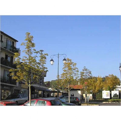 Marronnier - La Celle Saint Cloud - 92- Hauts-de-Seine