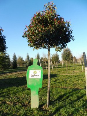 PHOTINIA x fraseri 'Red Robin'