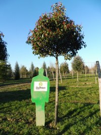 Photinia