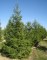 PICEA abies (excelsa)