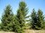 PICEA abies (excelsa)