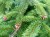PICEA abies (excelsa)