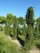 PICEA abies 'Inversa'
