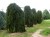 PICEA abies 'Inversa'