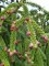 PICEA abies 'Inversa'