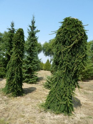 PICEA abies 'Inversa'