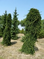 PICEA abies 'Inversa'