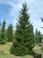 PICEA abies (excelsa)