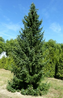 PICEA omorika