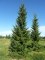 PICEA omorika