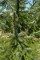 PICEA omorika