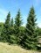 PICEA omorika