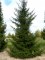 PICEA orientalis