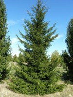 PICEA orientalis