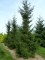 PICEA orientalis 'Atrovirens'