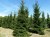 PICEA orientalis 'Atrovirens'