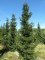 PICEA orientalis 'Atrovirens'