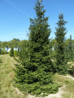 PICEA orientalis 'Atrovirens'