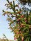 PICEA orientalis