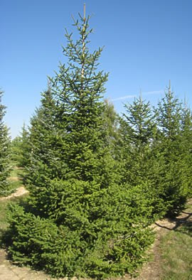 PICEA abies (excelsa)