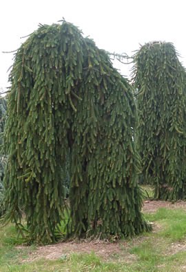 PICEA abies 'Inversa'