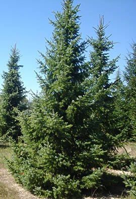 PICEA omorika