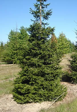 PICEA orientalis