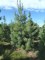 PINUS griffithii (wallichiana)