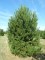 PINUS nigra 'Austriaca'