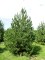 PINUS nigra 'Austriaca'