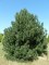 PINUS nigra 'Austriaca'