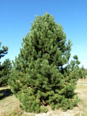 PINUS nigra 'Austriaca'