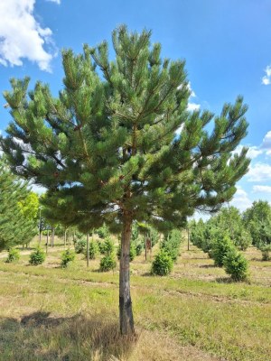 Pinus nigra 'Austriaca' Tige