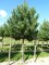PINUS nigra 'Austriaca'
