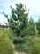 PINUS parviflora 'Glauca'