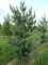 PINUS parviflora 'Glauca'