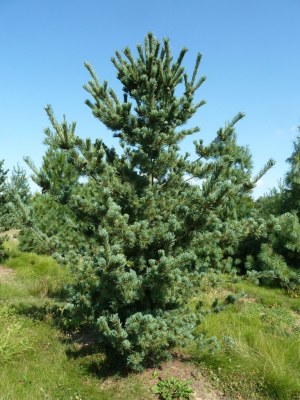 PINUS parviflora 'Glauca'