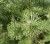 PINUS sylvestris - Nuage