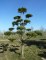 PINUS sylvestris - Nuage