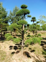 PINUS sylvestris - Nuage