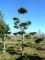 PINUS sylvestris - Nuage