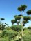 PINUS sylvestris - Nuage