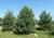 PINUS sylvestris