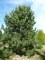 PINUS sylvestris