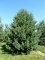 PINUS sylvestris
