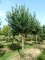 Pinus sylvestris Tige