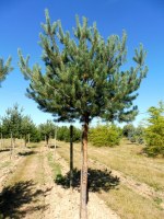 Pinus sylvestris Tige
